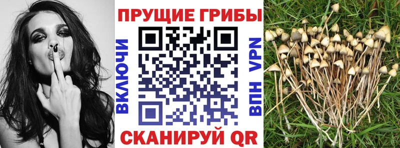кракен рабочий сайт закладка Будённовск Галлюциногенные грибы мухоморы